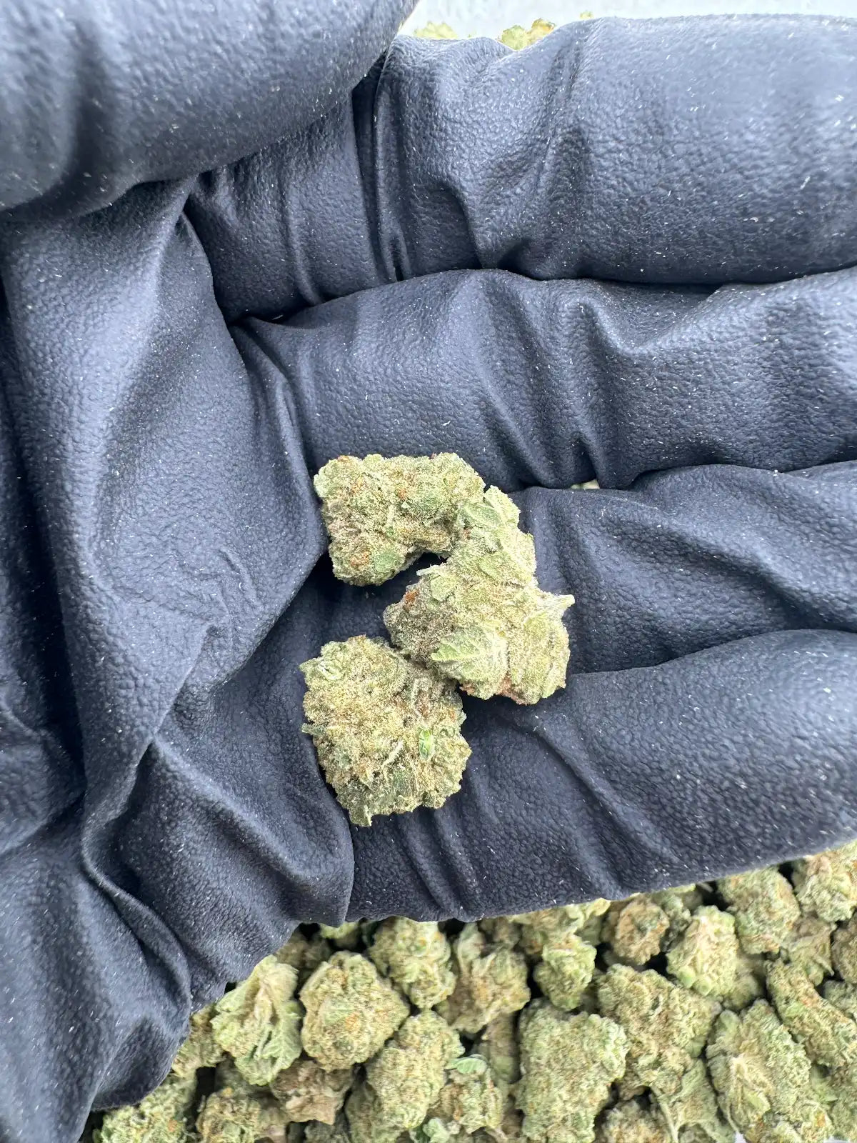 Gelato 41 - Smalls