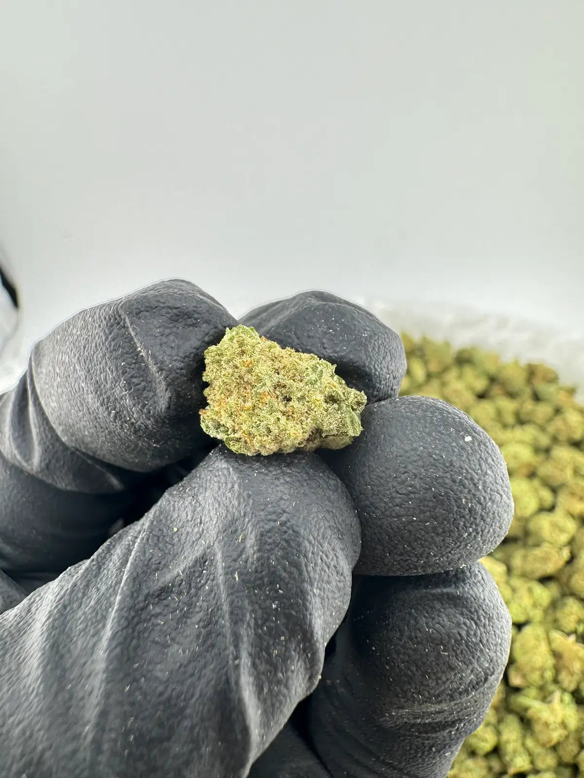 Gelato 41 - Smalls