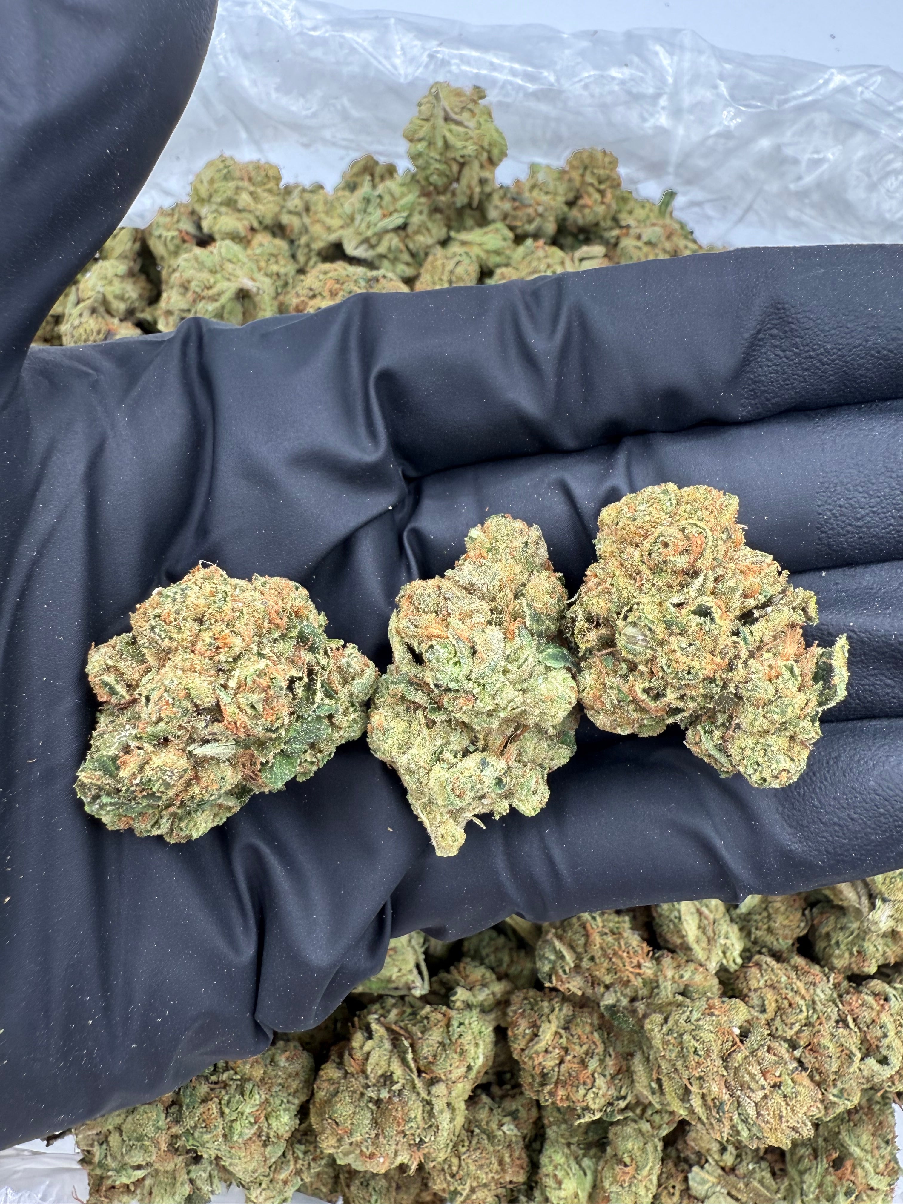 Jack Herrer