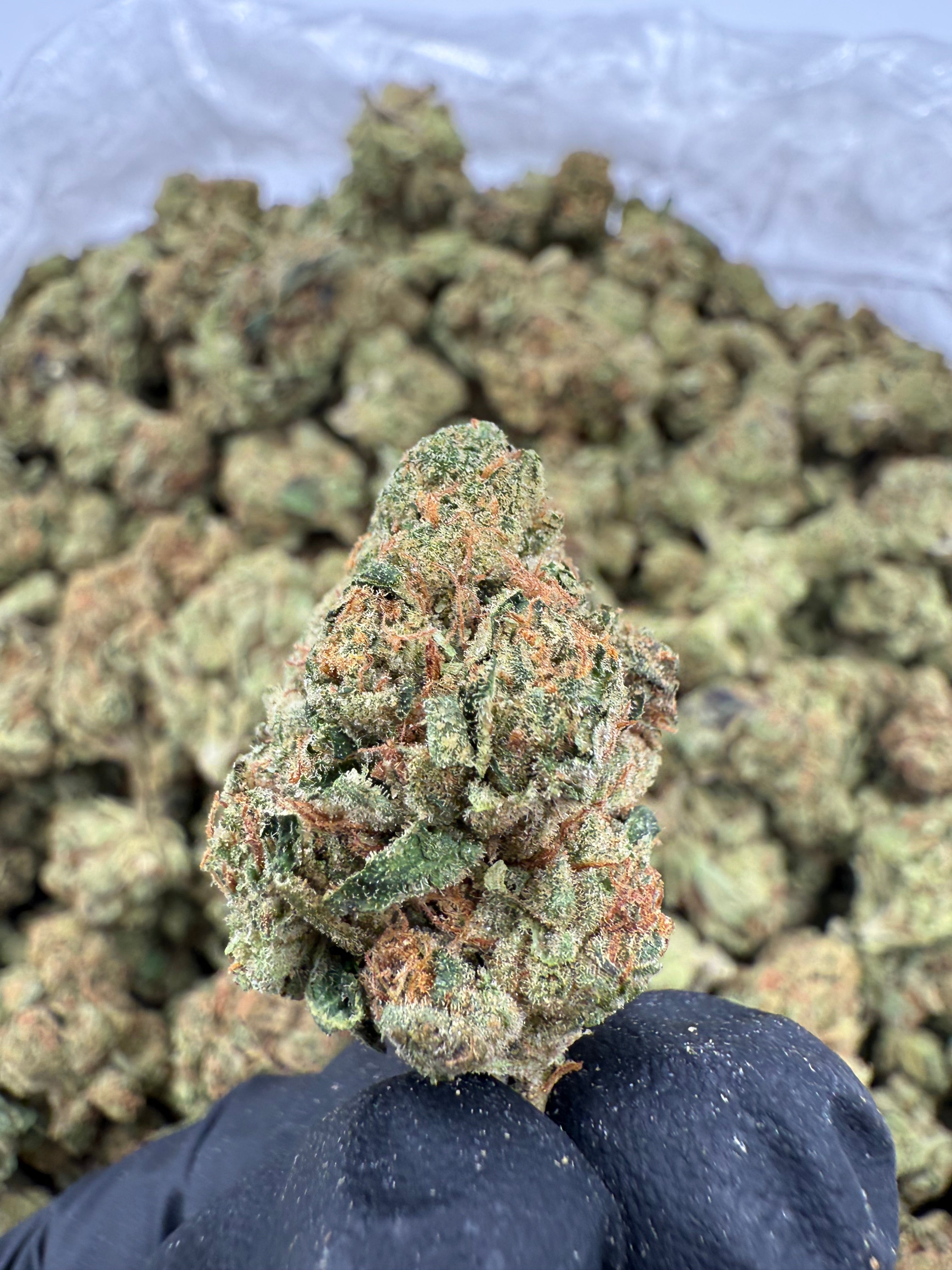 Jack Herrer