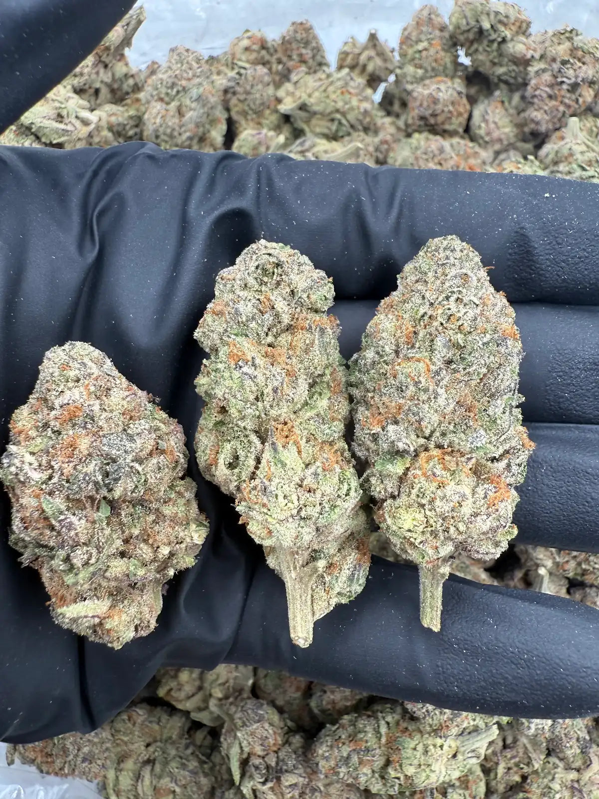 Lemon Sherbet