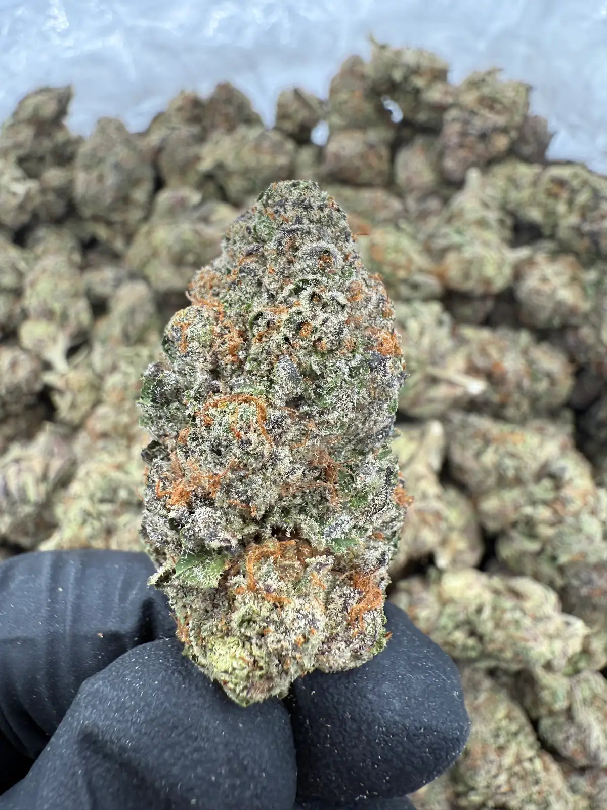 Lemon Sherbet