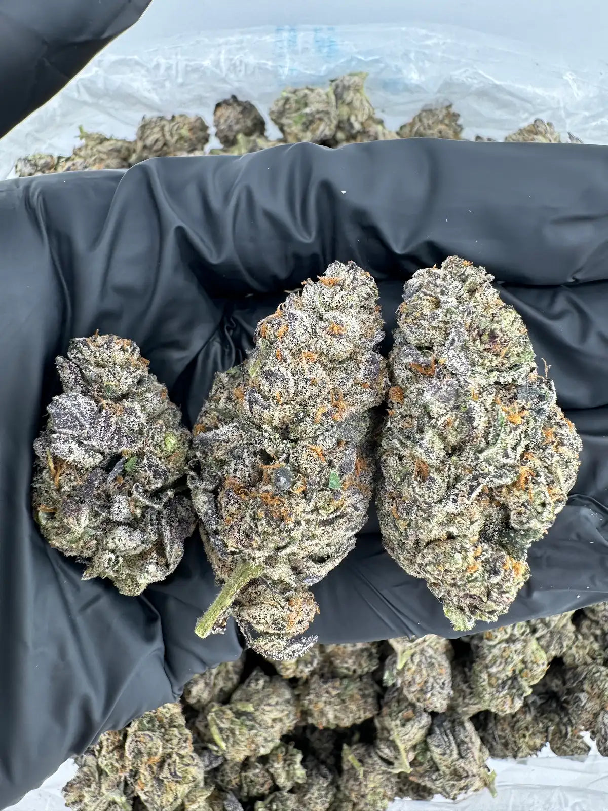 Girl Scout Cookies