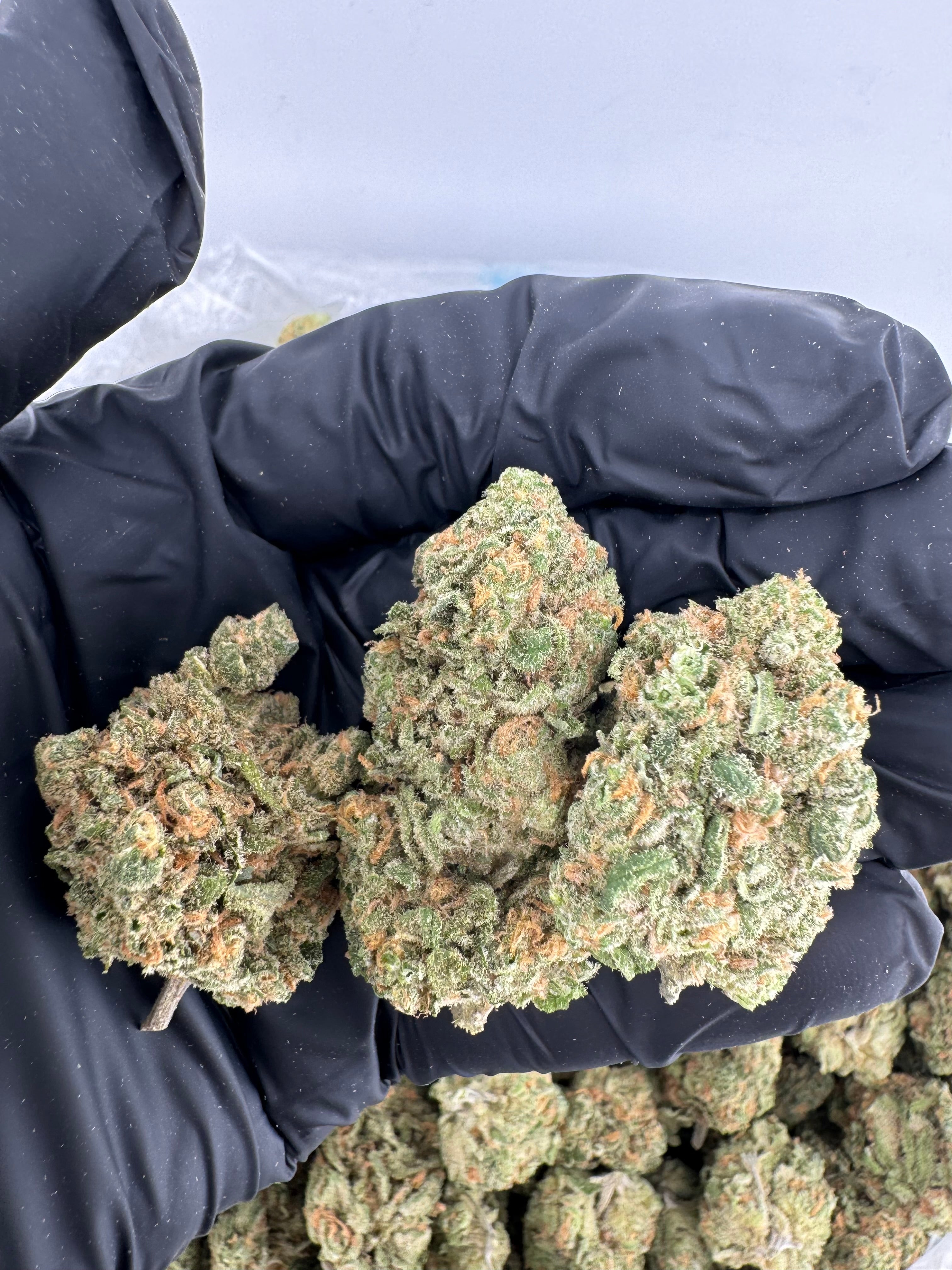 Blue Dream - Indoor