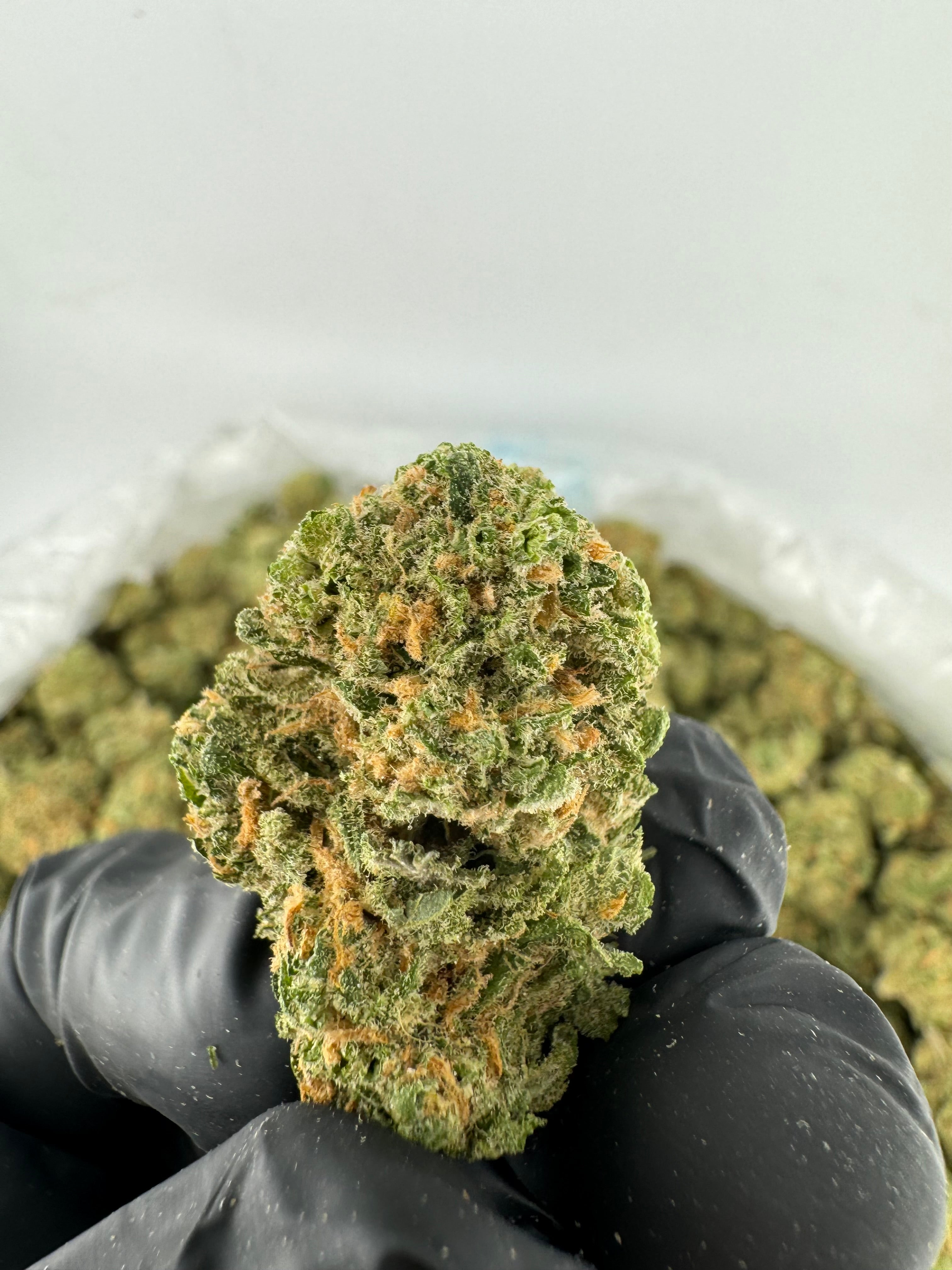 Blue Dream - Indoor