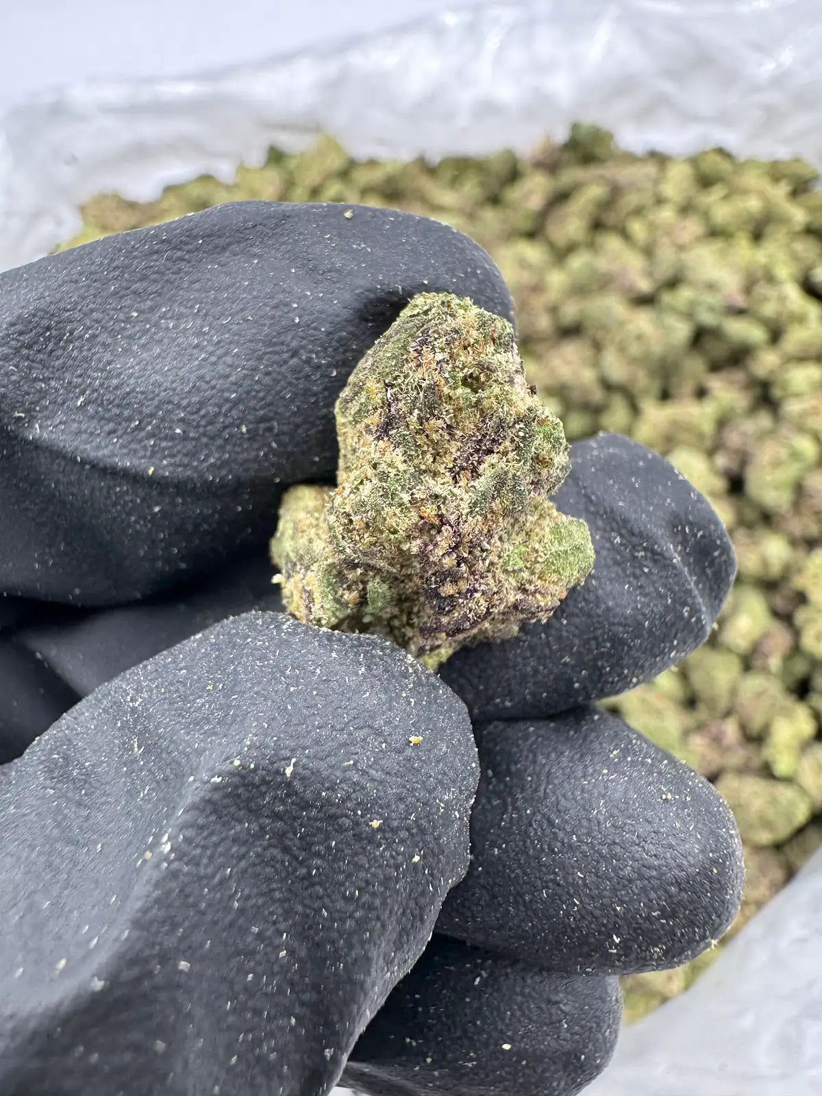 Lemon Cherry Gelato - Smalls
