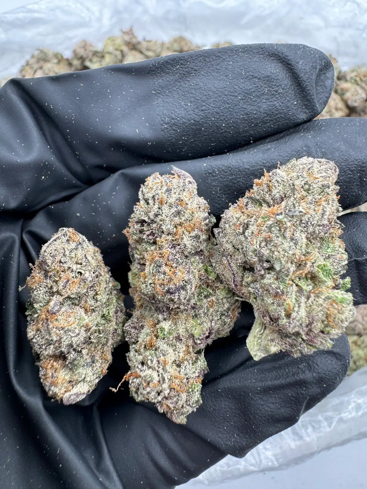 Purple Slime