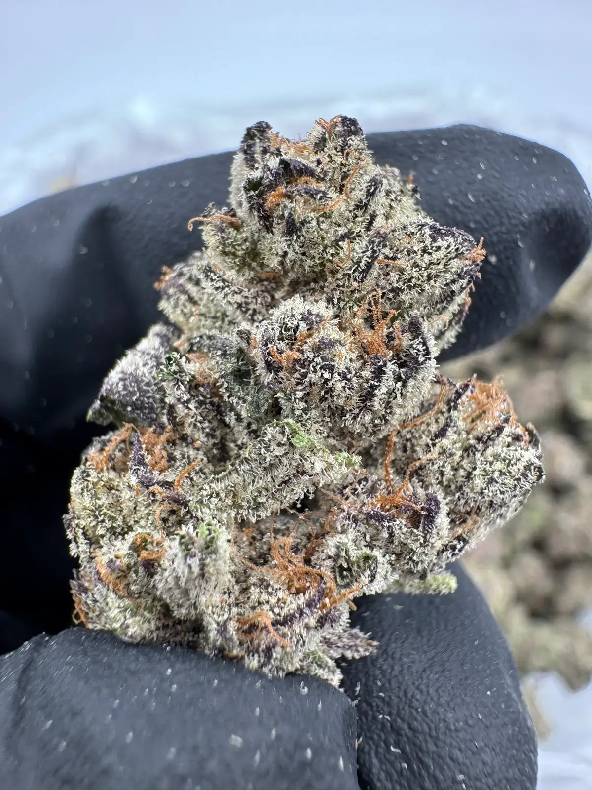 Purple Cookies