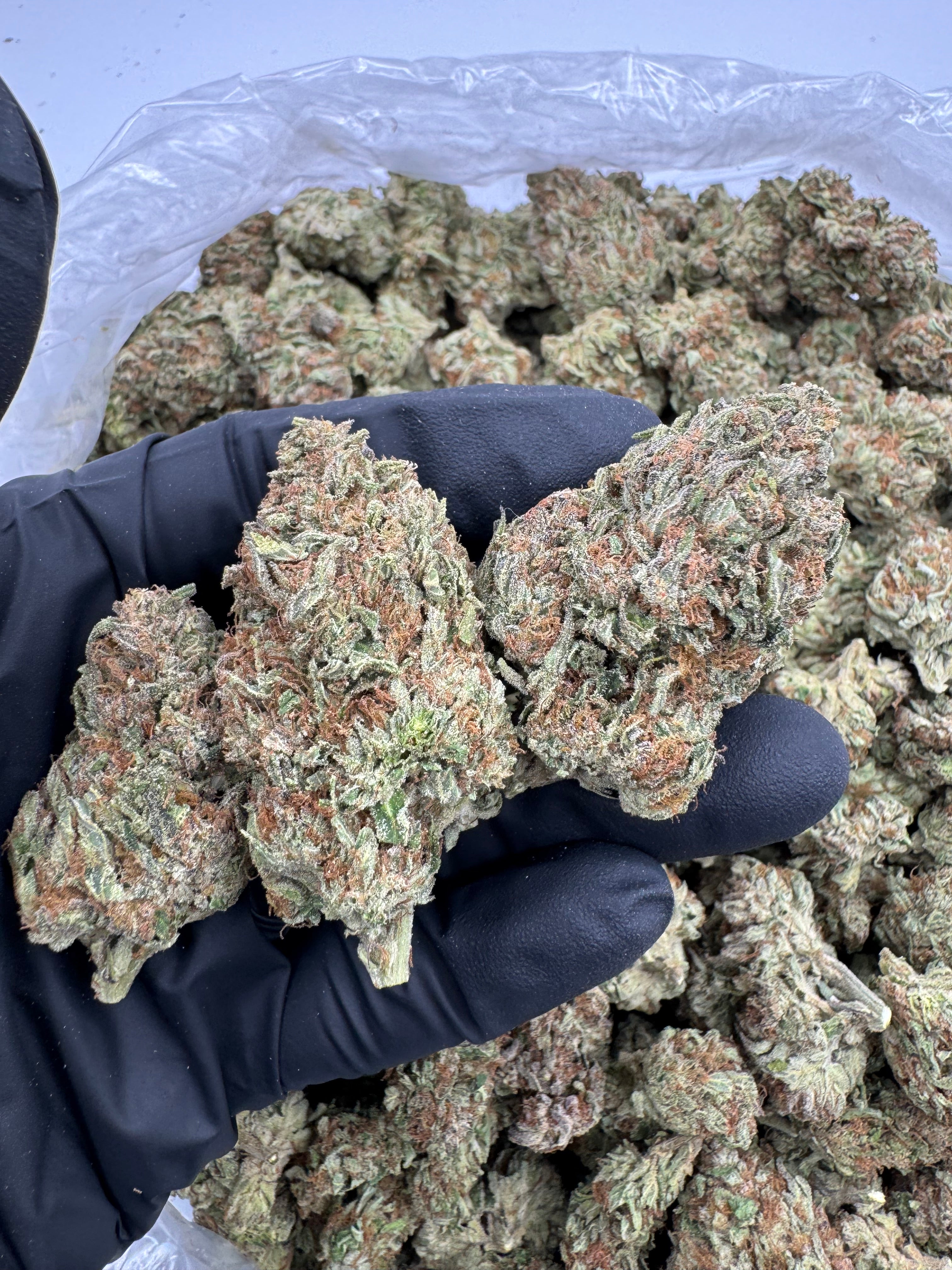 Papaya