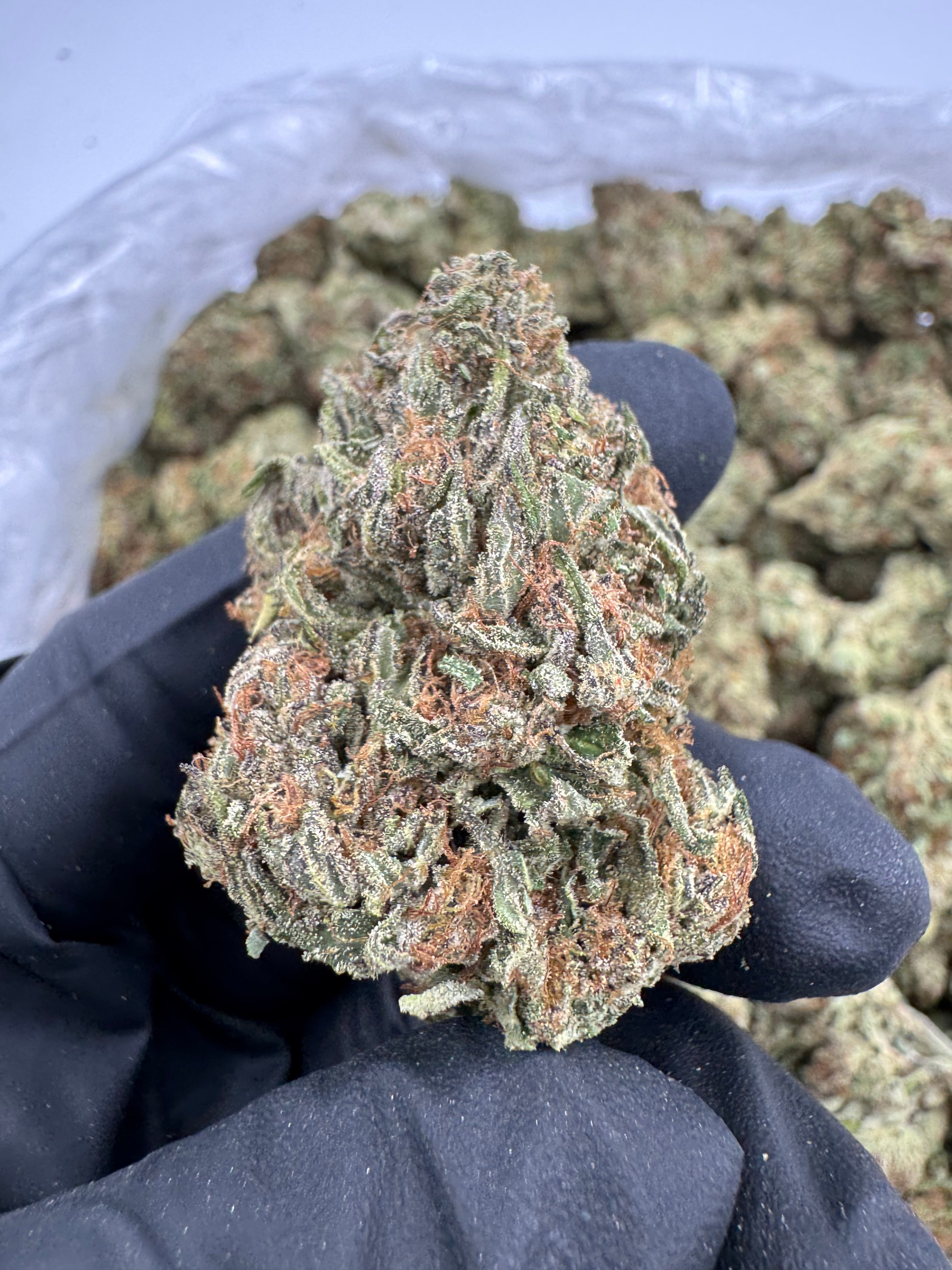 Papaya