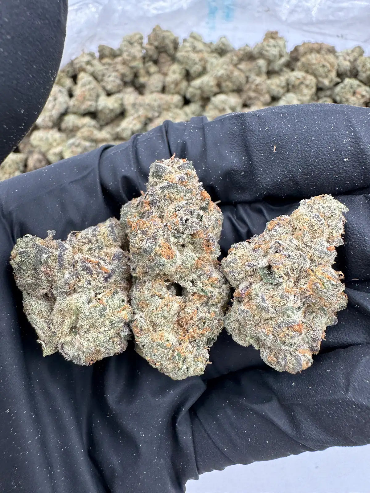 Sugar Shack