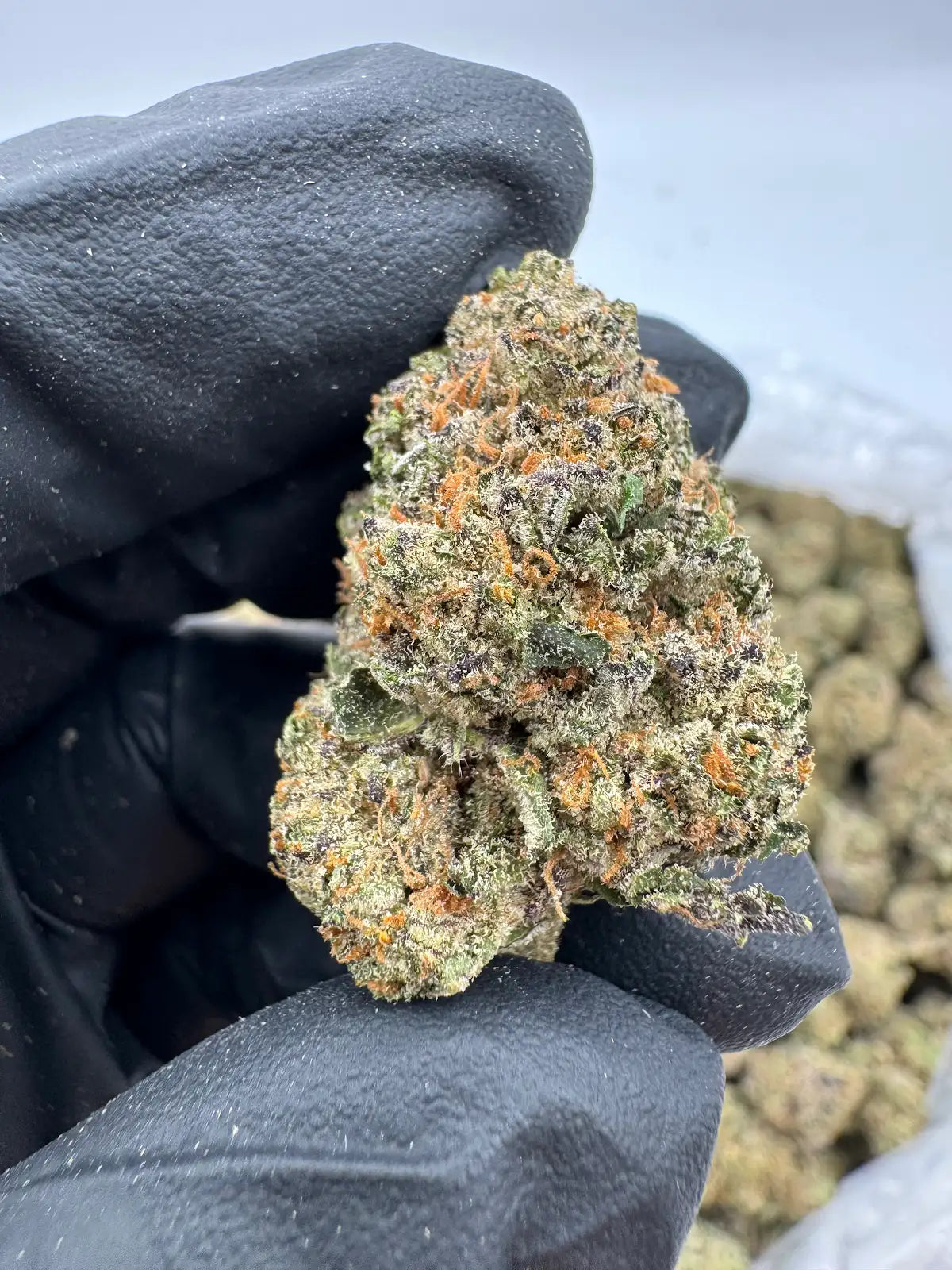 Future Haze